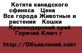 Котята канадского сфинкса › Цена ­ 15 - Все города Животные и растения » Кошки   . Краснодарский край,Горячий Ключ г.